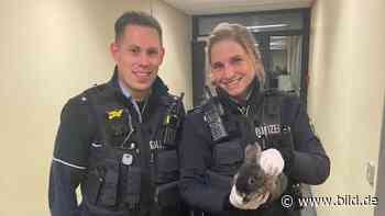 In Siegen - Polizei rettet unterkühltes Kaninchen von Straße - BILD