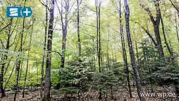 Siegen und Siegerland: Wie der Wald wurde, was er heute ist - Westfalenpost
