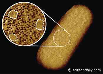 Incredible Images Reveal the Complex Face of Living Bacteria Like Never Before