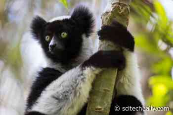 Songs of Indri – The “Singing Primates” From Madagascar – Feature “Uniquely Human” Rhythms