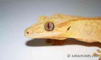 Stem Cells Help Lizard Regenerate a Perfect Tail for First Time in More Than 250 Million Years