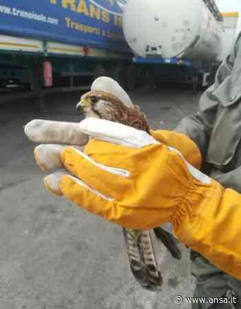 Soccorso al porto di Palermo un gheppio con l'ala spezzata - Agenzia ANSA