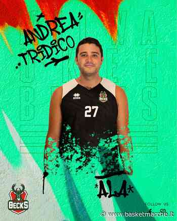 Ufficiale, l'ala Andrea Tridico è un nuovo giocatore dei Milwaukee Becks Montegranaro - Promozione Girone D - Basketmarche.it