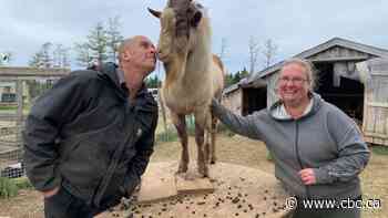 These therapy goats are changing people's lives