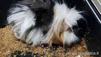 Parma, cavia peruviana recuperata dai vigili in strada vicino ai rifiuti - La Repubblica