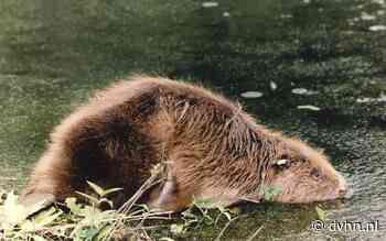 Bever bedreiging voor Groningse en Drentse dijken. Waterschap Hunze en Aa's begint met Duitse proef - Dagblad van het Noorden