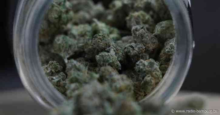 Oberpfälzer züchtet meterhohe Cannabispflanzen