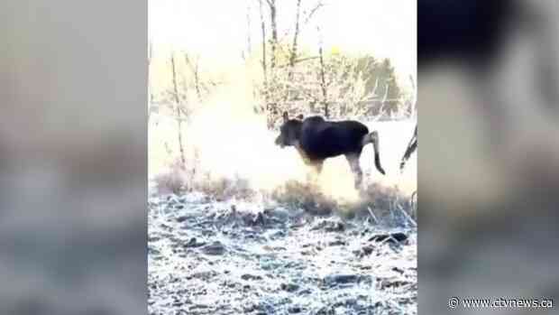 See the moment an Alberta man frees a moose calf stuck in fence