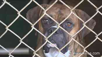 APA! hopes to keep no-kill shelter contract with City of Austin alive - KVUE.com