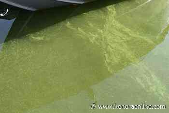 Toxic algae confirmed near Kenora, Sioux Lookout - KenoraOnline.com
