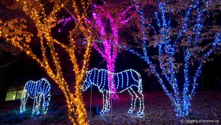 Dreaming of a bright Christmas? Here's what's new at Zoolights this year