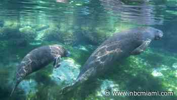 Florida Manatee Deaths Soar as Polluted Water Kills Seagrass