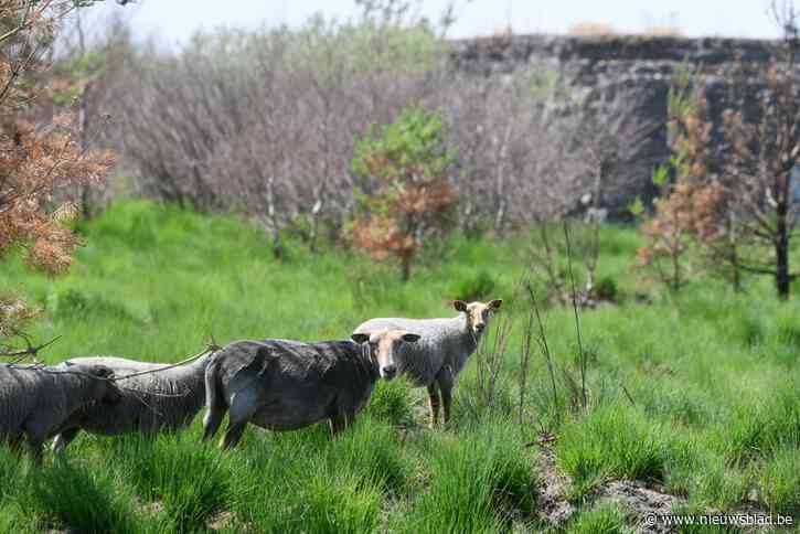 Half jaar na rampzalige brand Groot Schietveld is balans “voorzichtig positief”, schapen hebben daar belangrijk aandeel in