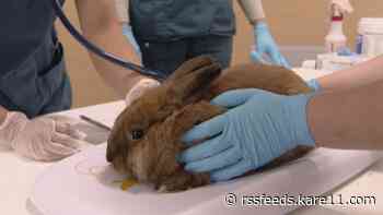 Animal Humane Society hosts rabbit vaccination clinic