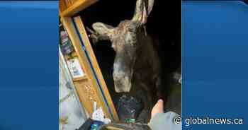 Video shows moose crashing party in northern Ontario shed - Global News