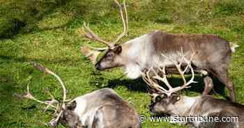 Minnesota Zoo tests vaccine against spread of emerging deer virus