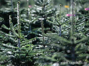 Preise bleiben stabil: So viel kosten Weihnachtsbäume in diesem Jahr - Landkreis Stade - Tageblatt-online