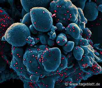 RKI: Sieben-Tage-Wert im Kreis Stade unverändert - Landkreis Stade - Tageblatt-online