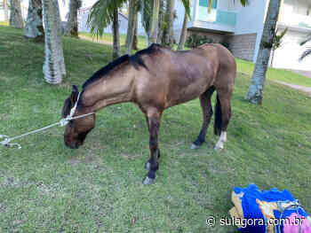 Cavalo furtado em Capivari de Baixo é recuperado pela PM em Treze de Maio - Sul. Agora