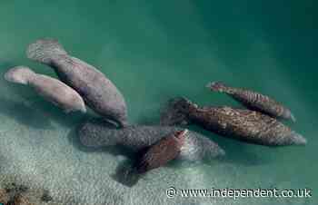 Florida manatees dying in record numbers amid food scarcity - The Independent