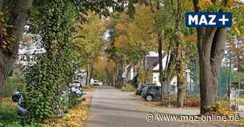Nach dem Sturm: Sind die Bäume in Rathenow standfest? - Märkische Allgemeine Zeitung