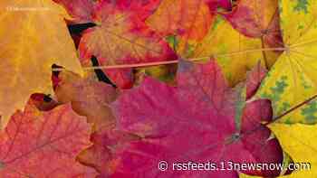 Fall colors are expected to peak this week. Here are 5 places to see the leaves in Hampton Roads.