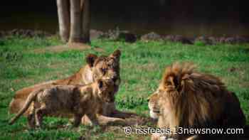 Young lion at Virginia Zoo euthanized due to epilepsy