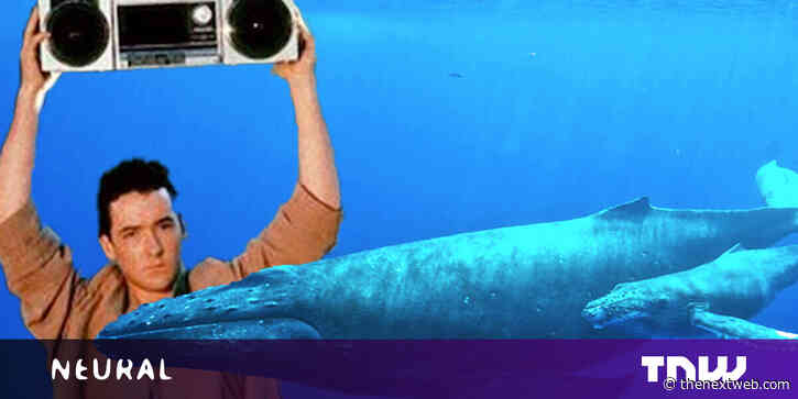 Scientists think they can finally speak to whales. Maybe they shouldn’t?