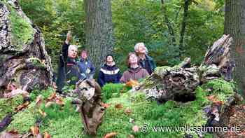Wie aus der Zerbster Heide ein Mischwald wurde - Volksstimme