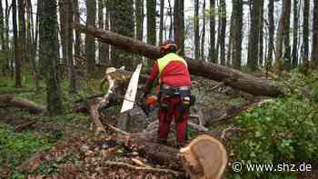 Waldumbau-Maßnahmen : Bäume werden entfernt: In der Nordoer Heide wird es wieder laut | shz.de - shz.de