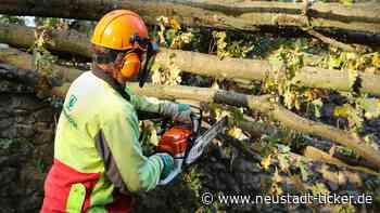 Sturmfolgen: Vorsicht in der Heide - Neustadt-Geflüster