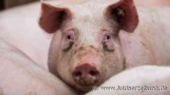 Fulda: Fleischpreise sinken - Schweinebetriebe zehren von Reserven - Fuldaer Zeitung