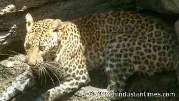 After attacking man in Hadapsar, leopard caught by forest officials - Hindustan Times