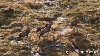 Forest-munching pests colonised a third more conservation land in the past eight years - Stuff.co.nz