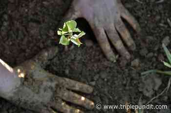 HP and WWF to Conserve and Restore 1 Million Forest Acres - Triple Pundit