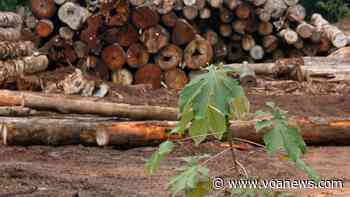 Amazon Rain Forest Turning into Carbon Source, UN Agency Warns - VOA News