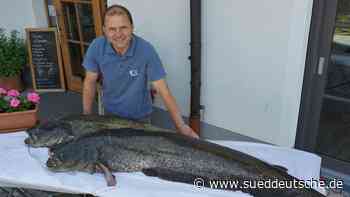 Starnberger See - Große Waller, kleine Renken - Starnberg - SZ.de - Süddeutsche Zeitung