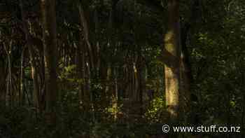 This Is How It Ends: Why our forest 'lungs' are dying - Stuff.co.nz