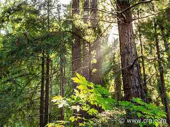 HP Pledges $80 Million For 'Holistic' Forest Conservation And Restoration - CRN
