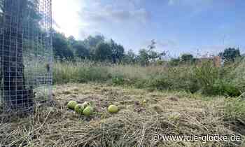 Stadt Verl will Förderprogramm auflegen - Die Glocke online