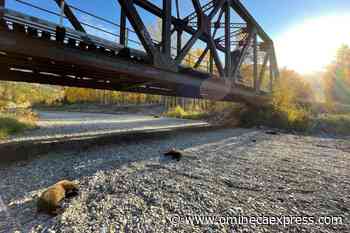 Mother grizzly bear, 3 cubs killed by train in Kootenays - Vanderhoof Omineca Express