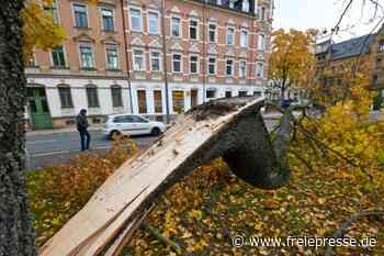 Immer mehr Chemnitzer Bäume in Not - Freie Presse
