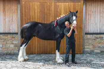 Thwaites' welcomes newest Shire horse to brewery stables