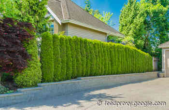 Plants May Help Make Your Surroundings Quieter