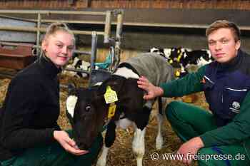 Wo schon die Siegerkuh "Miss Sachsen" gemolken wurde - Freie Presse