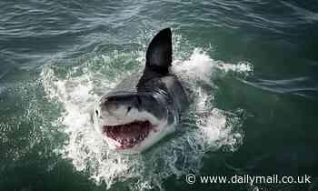 Young sharks 'mistake humans for seals', study finds