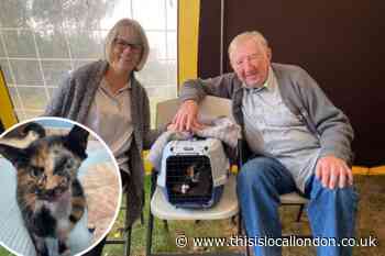 South Mimms couple adopt 'miracle cat' after being hit by bus