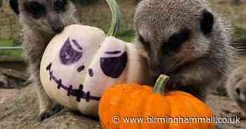 Halloween fun for animals and visitors at Dudley Zoo and Castle - Birmingham Live