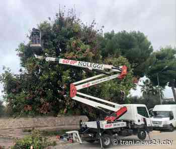 Carrubo secolare in via Duchessa d’Andria, intervento “salvavita” - Trani news24city
