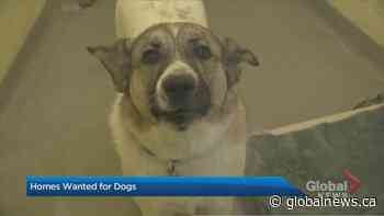 Calgary Humane needs help with dog overload